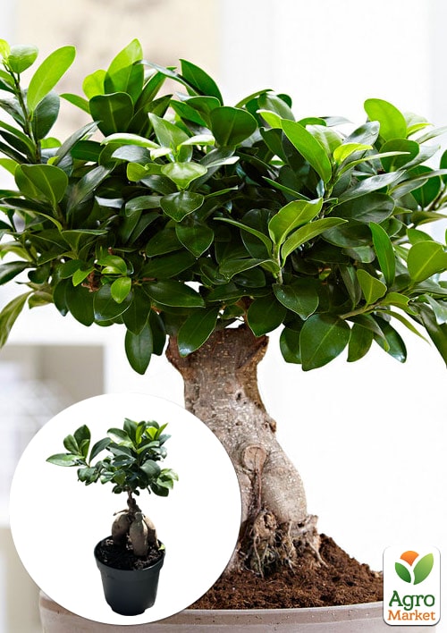 Фікус "Ginseng Retusa" (Бонсай)