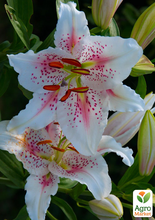 Лилия Тигровая "Muscadet"
