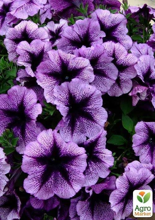 Петуния ампельная "Veranda Orchid" (контейнер №10, высота 10-15см) - фото 2