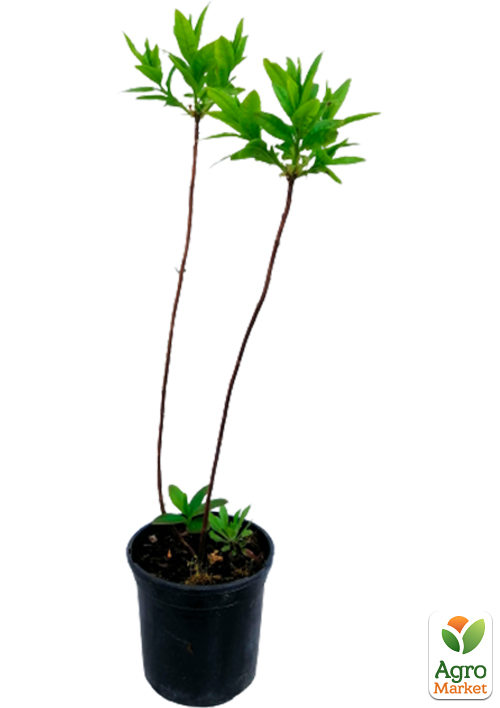 Азалия 2-х летняя "Mandarin Lights" С1 высота 25-50см - фото 3