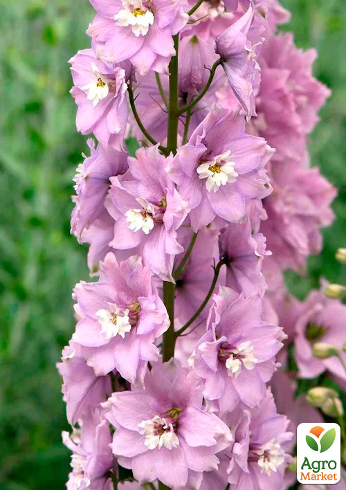 Дельфиниум гибридный "Cherry Blossom White Bee"