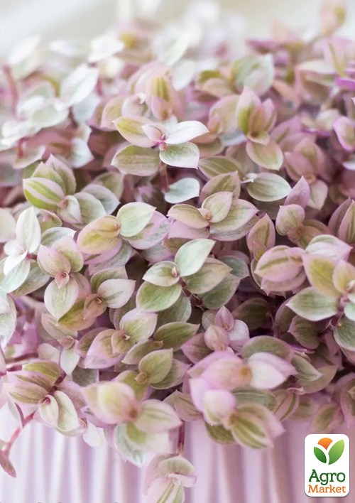 Каллизия ползучая "Pink Lady"  - фото 2