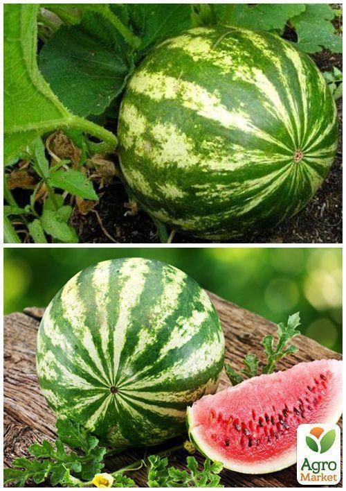 На развес Арбуз "Сахарный великан" ТМ "Весна" цена за 5г - фото 2