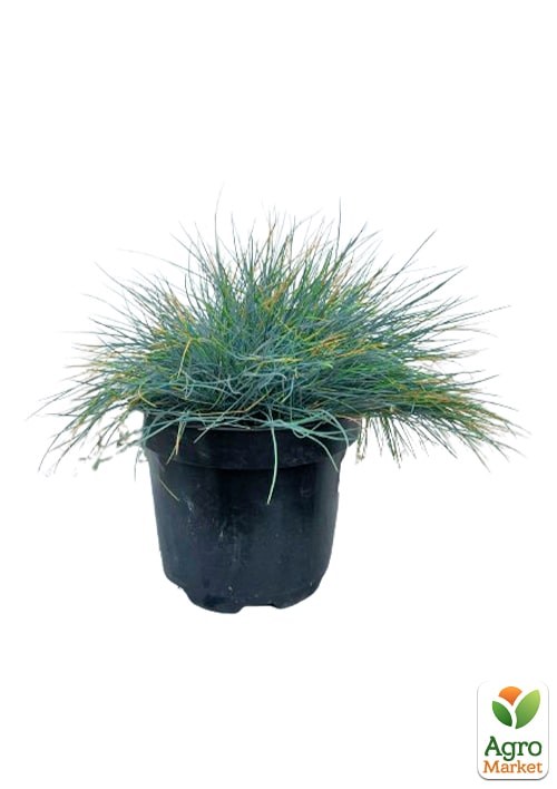 Овсяница сизая "Azurit" вазон С2, высота 15-30см - фото 3