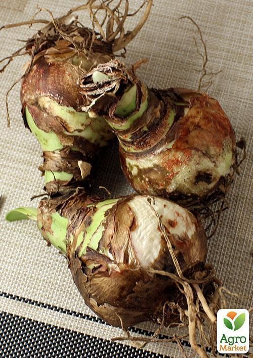 Амариллис "Lemon Lime" (размер 26/28 , очень крупный) 1шт в упаковке - фото 2