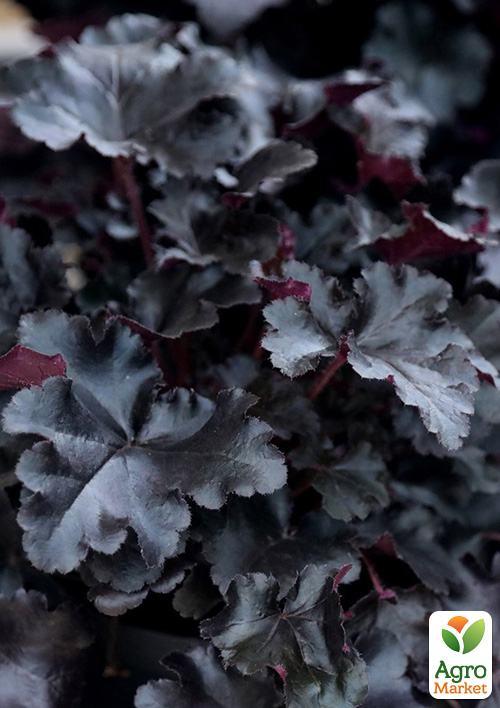 Гейхера (Heuchera) "Black Taffeta" С1 (высота 15-30см) - фото 6