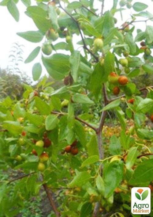 Зизифус опылитель (возраст 2 года) - фото 3