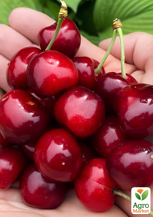 Черешня "Валерий Чкалов" укорененная в контейнере (саженец 2 года)