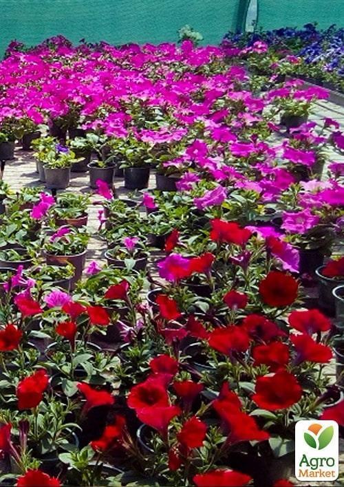 Сурфінія "Double Cascade Red" (контейнер № 10. висота 10-15 см) - фото 2