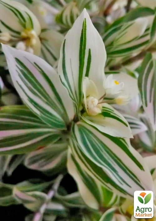 Традесканція ампельна "Albovittata"