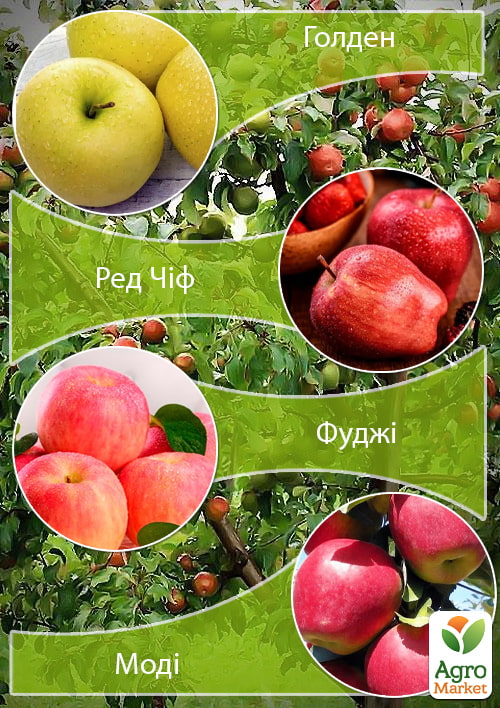 Дерево-сад Яблоня "Голден+Ред Чиф+Фуджи+Моди" 