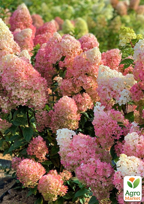 Гортензія волотиста 4-річна «Sundae Fraise», С4