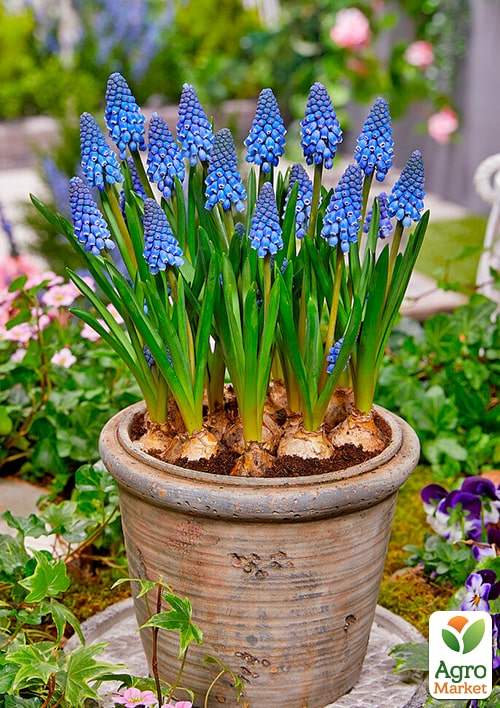Мускарі "Big Smile" укорінені - фото 5