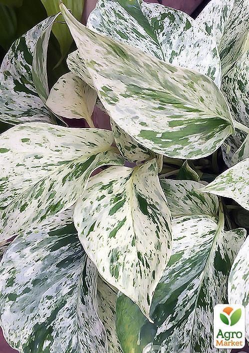 Эпипремнум "Epipremnum Marble Queen" дм 12 см выс. 25 см