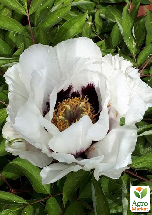 Пион древовидный 3-х летний "Anastasia" (высота 30-50см) - фото 3