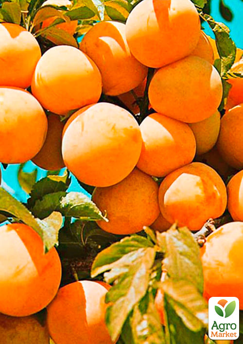 Слива "Супериор" (летний сорт, средний срок созревания) - фото 4