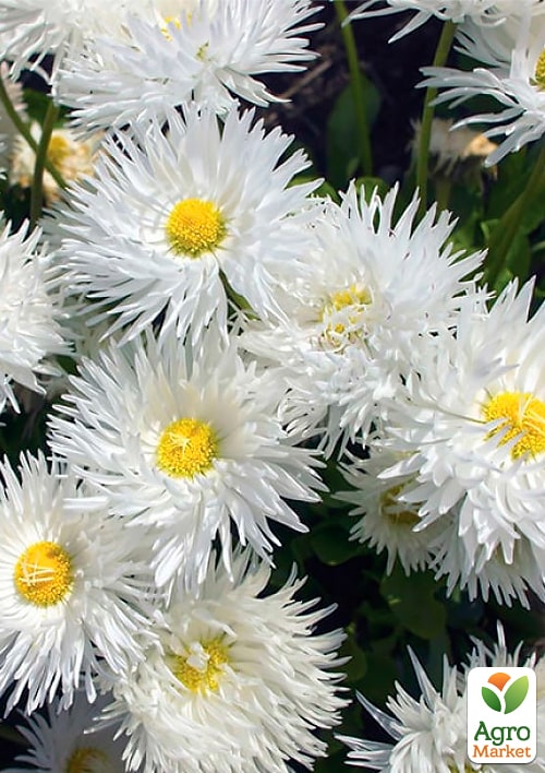 Ромашка махрова "Crazy Daisy White" вазон С2