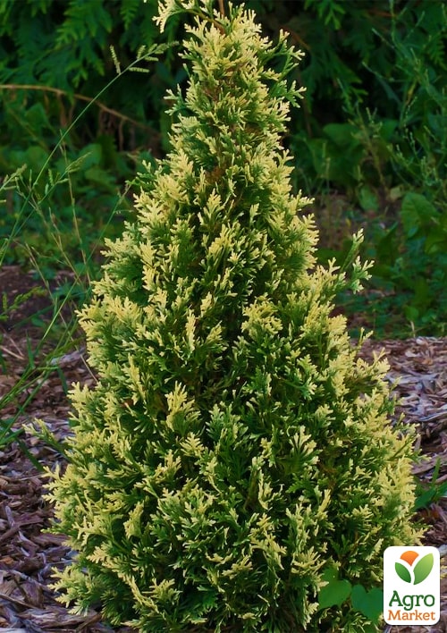 Туя западная "Smaragd Variegata" С2, высота 35-45см - фото 3