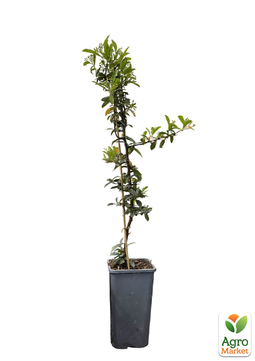 Пираканта "Orange Glow" 3-х летняя (высота 60-80см) - фото 2