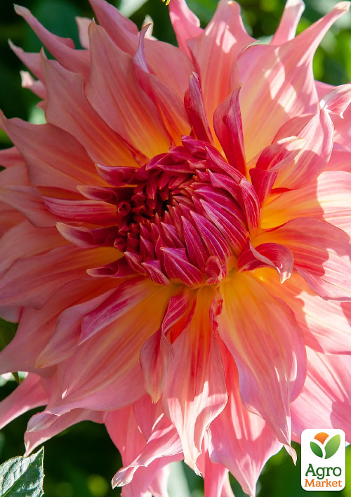 Жоржина "Penhill Watermelon" (гігантська квітка)