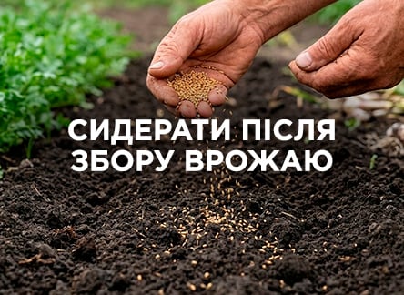 Сидерати після збору врожаю: коли сіяти та які вибрати