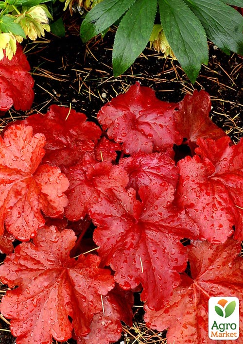 Гейхера (Heuchera) "Fire Alarm" С1 (высота 15-30см)