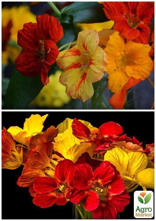 На развес Настурция "Драгоценность смесь" ТМ "Весна" цена за 3г - фото 3