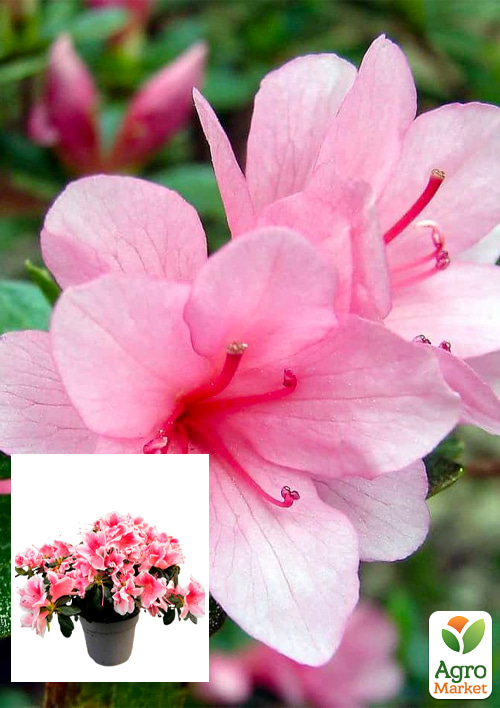 Рододендрон комнатный "Rose" 