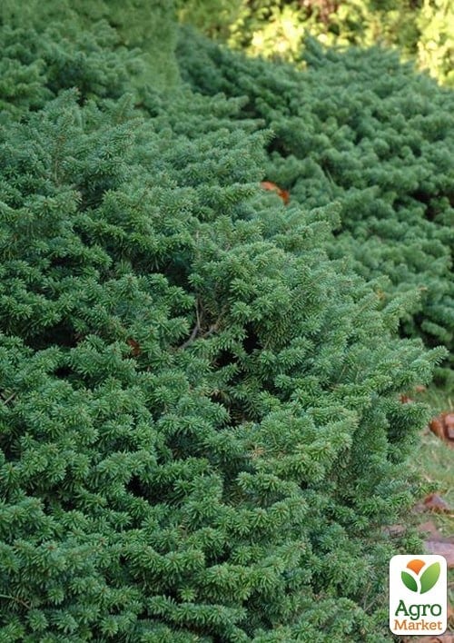 Ялиця бальзамічна "Nana" С5, діаметр 20-25 см - фото 2