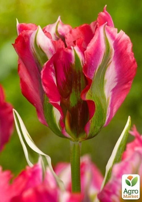 Тюльпан "Esperanto" (розмір 11/12, великий) 3шт в упаковці