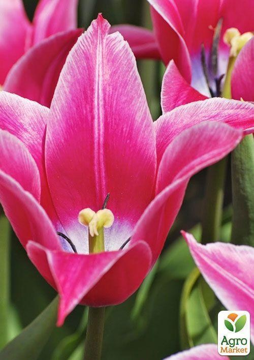 Тюльпан "Yonina" 3шт в упаковці