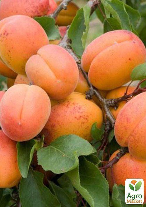 Абрикос "Аврора" - фото 6