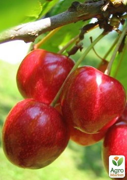 Черешня "Винка" - фото 2