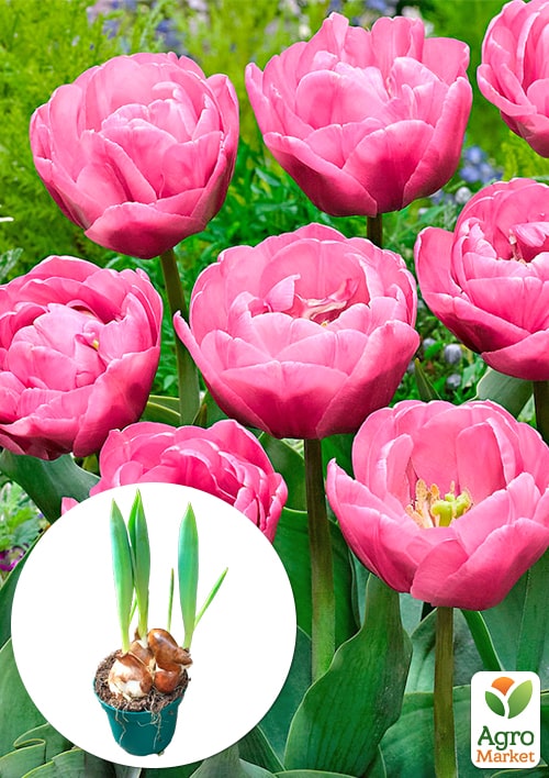 Тюльпан махровый "Table Dance"