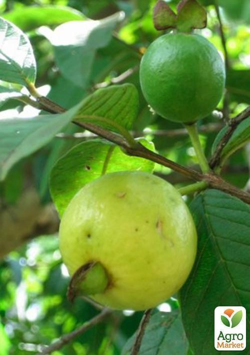 Гуава (саджанець 25-30 см) - фото 3