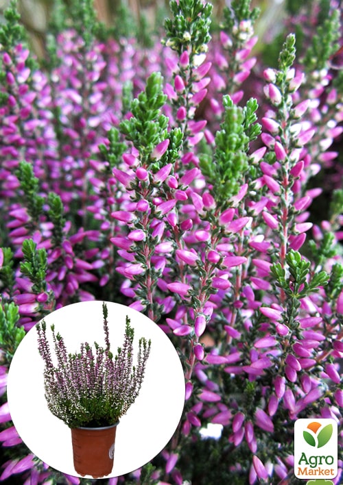 Вереск обыкновенный "Laura"