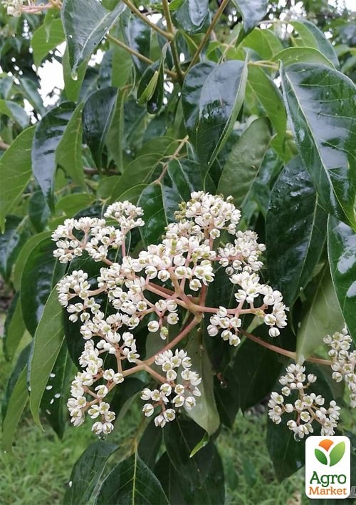 Эводия 2-х летняя "Генри" медоносная  - фото 2