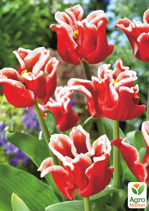 Тюльпан "Elegant Crown"  - фото 4