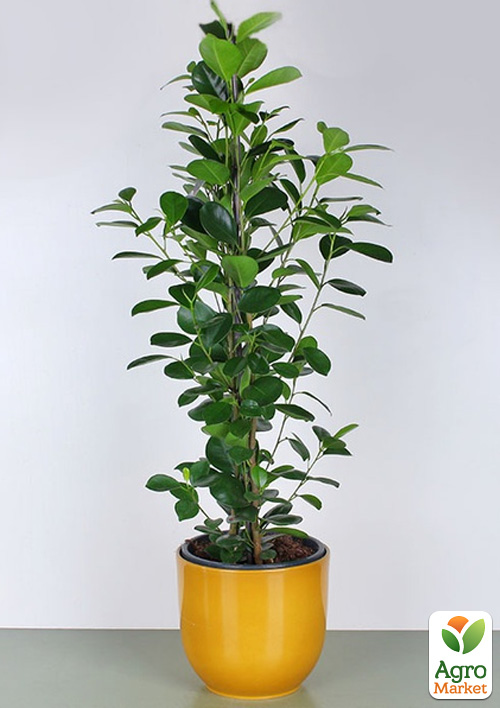 LMTD Фикус Микрокарпа "Moclame" (высота 40-60см)