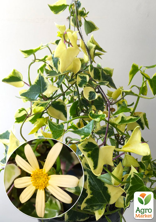 Хрестовник ампельний «Senecio Macroglossus»