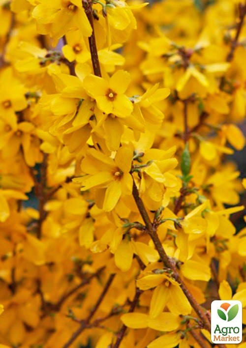 Форзиция европейская "Goldzauber"  - фото 3