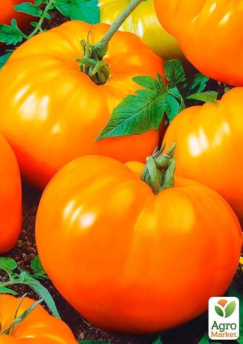На вагу Томат "Неждана" ТМ "Весна" ціна за 1г - фото 2