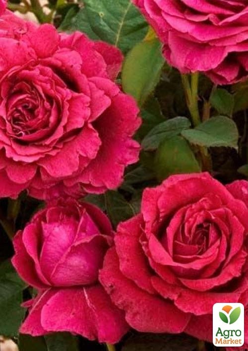 Роза флорибунда "4 ветров"(Rose des 4 Vents) (саженец класса АА+) высший сорт - фото 5
