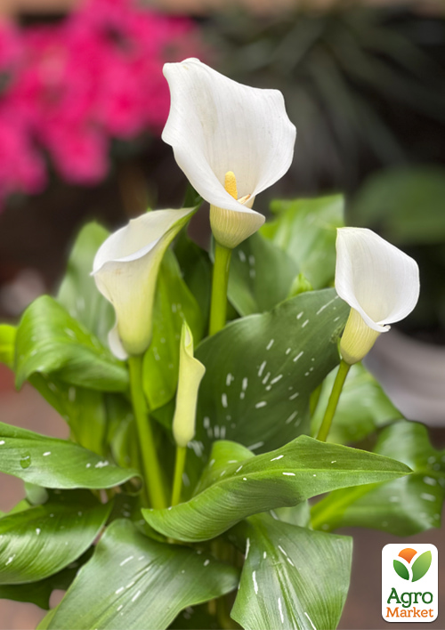 LMTD Зантедеския (калла комнатная) "Snow Crystal"   - фото 5