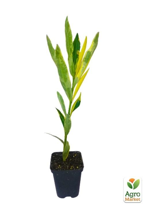 Олеандр полумахровый "Rubis" (вечнозеленый, душистый кустарник) - фото 3