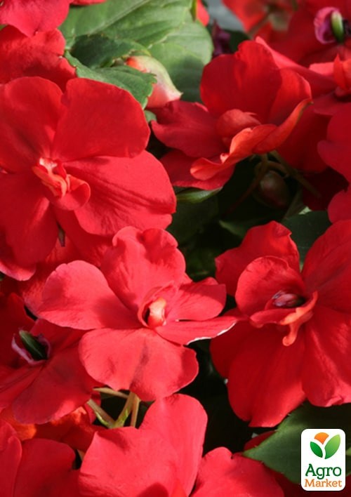 Бальзамін махровий "Артеміда" ТМ "Vesna Exclusive" 5шт