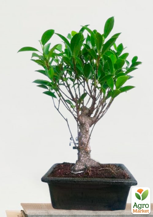 Бонсай "Ficus Natasja" - фото 5