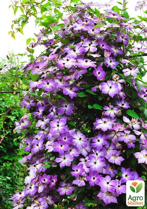 Клематис 3-х летний "Cloudburst" С2 - фото 5