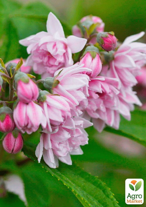 Дейция гибридная "Pink Pom-Pom" 