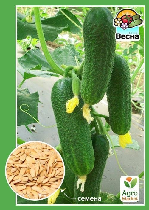 Огірок "12 місяців F1" (Новий пакет) ТМ "Весна" 0.25г